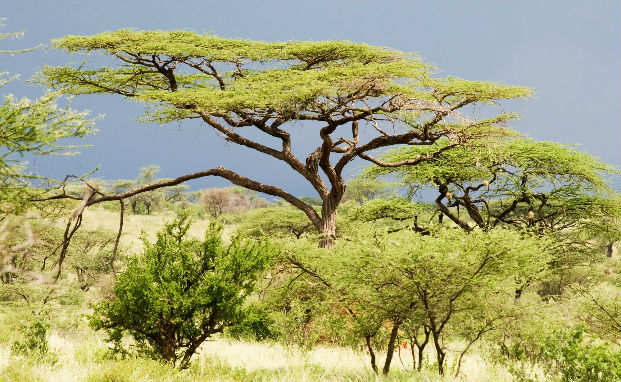 What are the most common trees in the Serengeti: 6 Serengeti trees you can’t miss on your safari